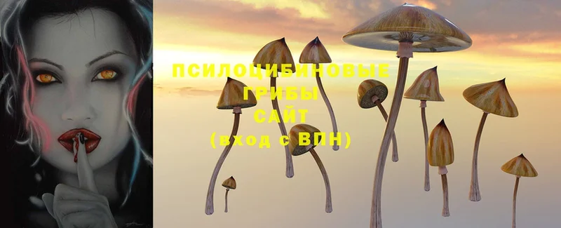 Галлюциногенные грибы MAGIC MUSHROOMS  Княгинино 